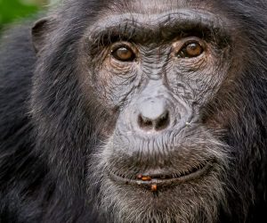 Chimpanzee photography