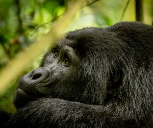 gorilla photo safari