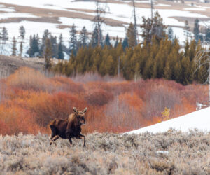 Yellowstone wildlife photography workshop
