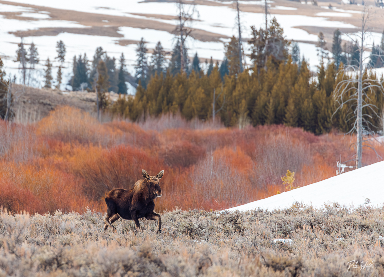 Yellowstone wildlife photography workshop