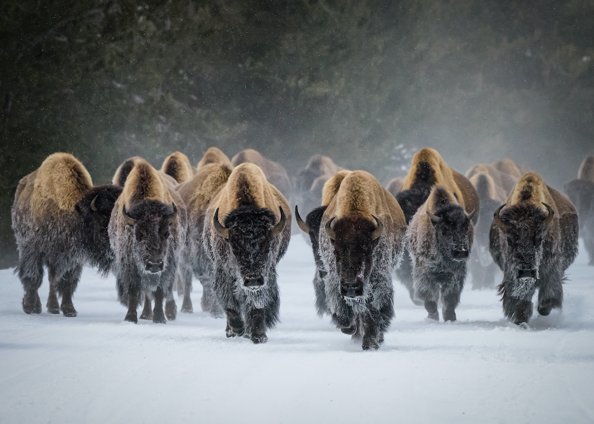 Yellowstone photography workshop