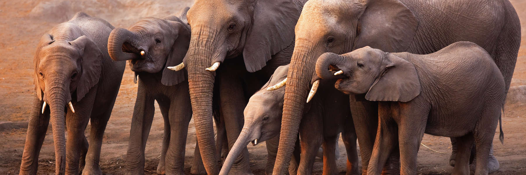 elephants drinking