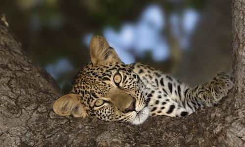 5 Best Wildlife Photography Instagram Accounts
