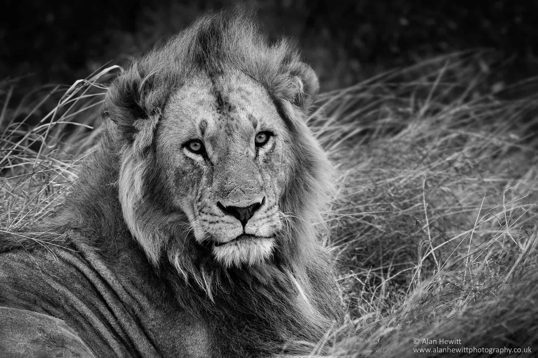 conservation photography lion