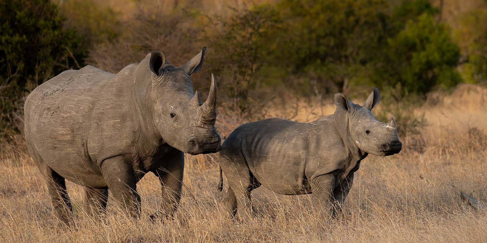 White rhino with baby