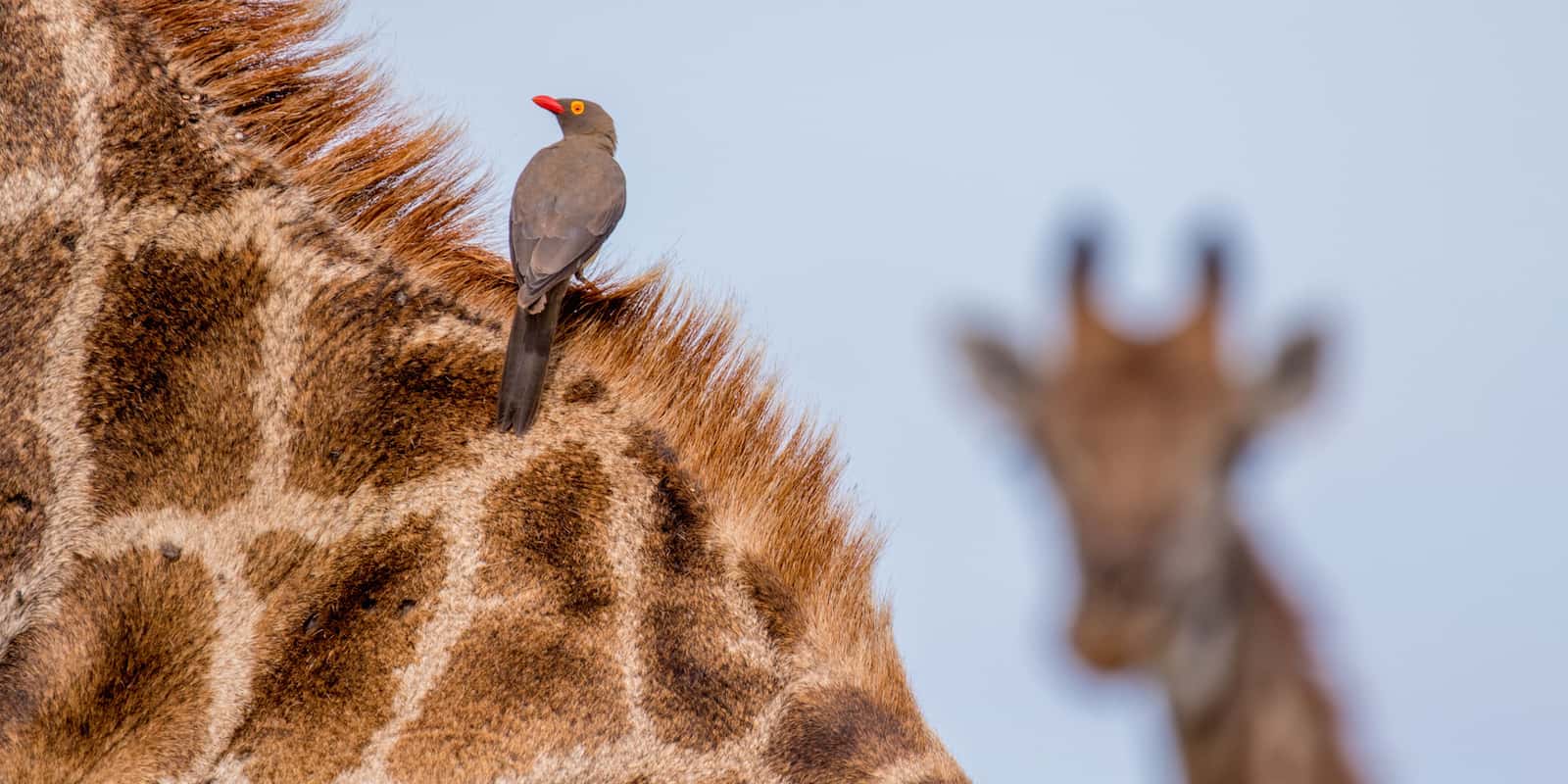 wildlife photography project