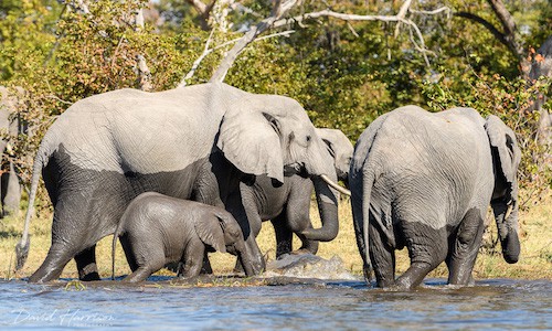 An African Photo Safari Highlight; Mokoro Magic