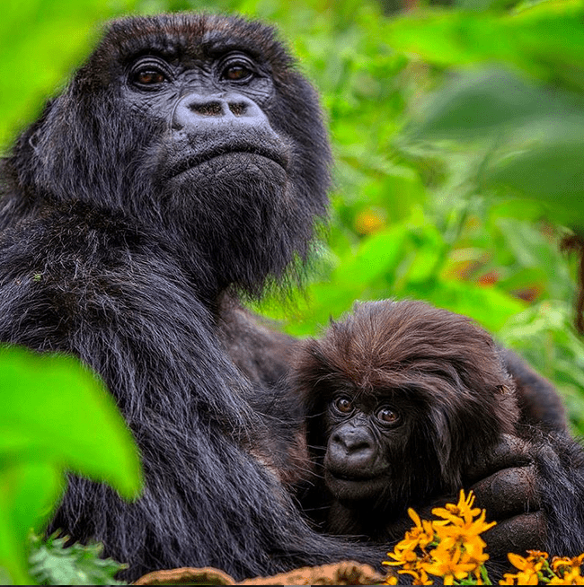 5 Best Wildlife Photography Instagram Accounts