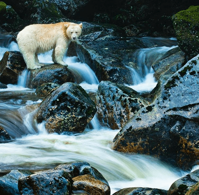 wildlife photography Instagram accounts