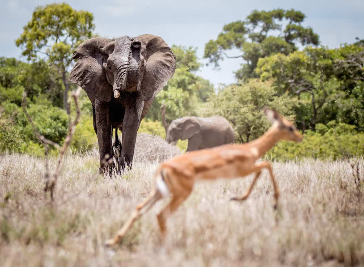 Elephant in his natural habit