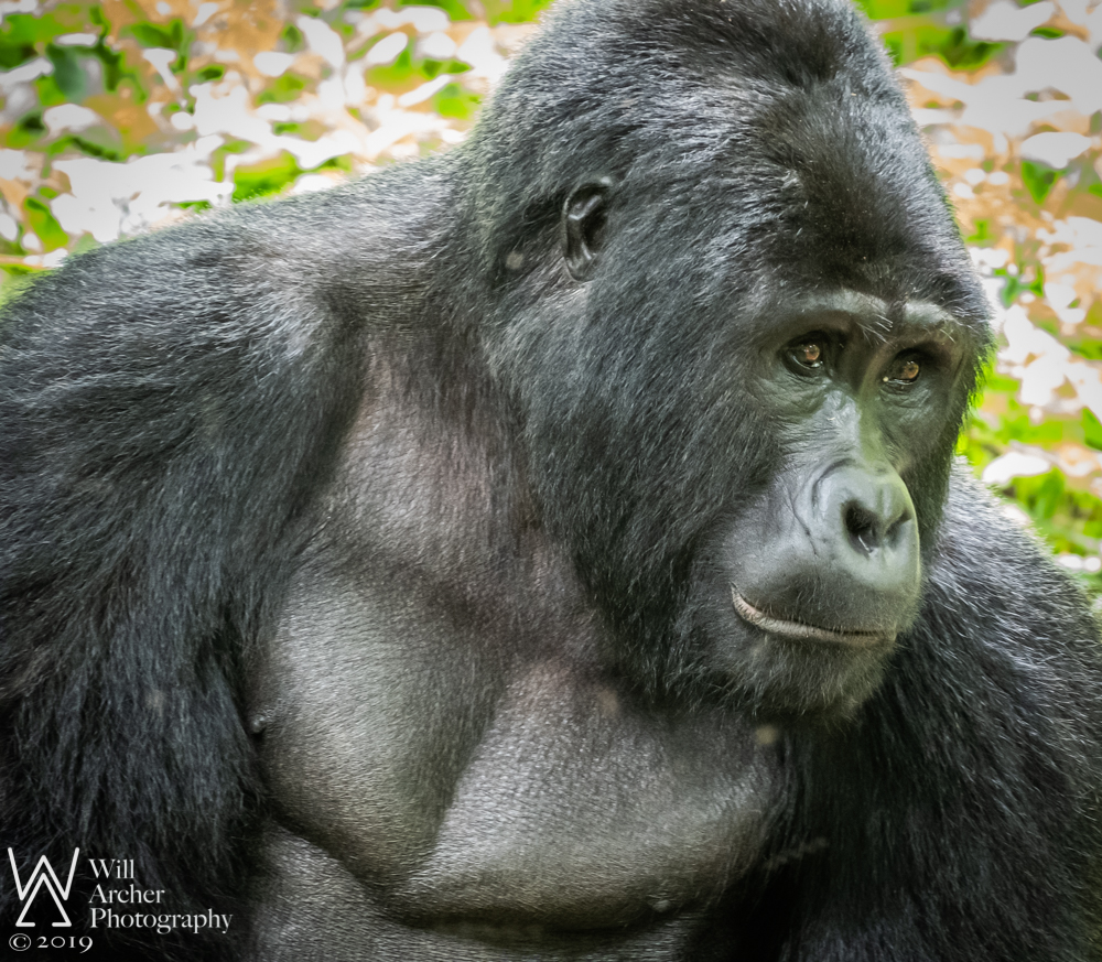 mountain gorilla