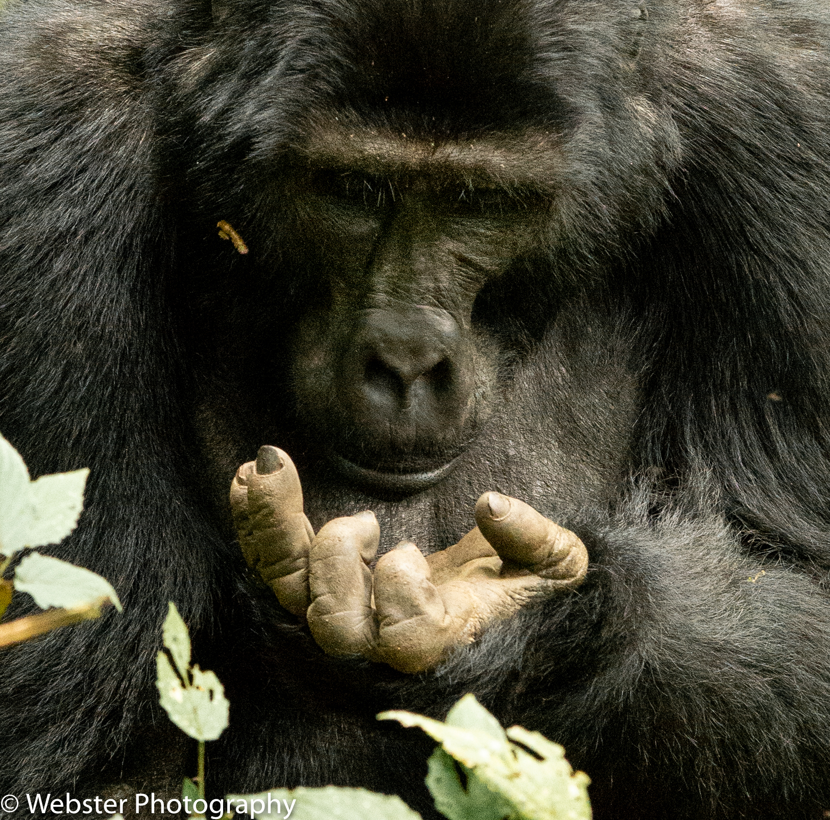 gorilla trekking in uganda