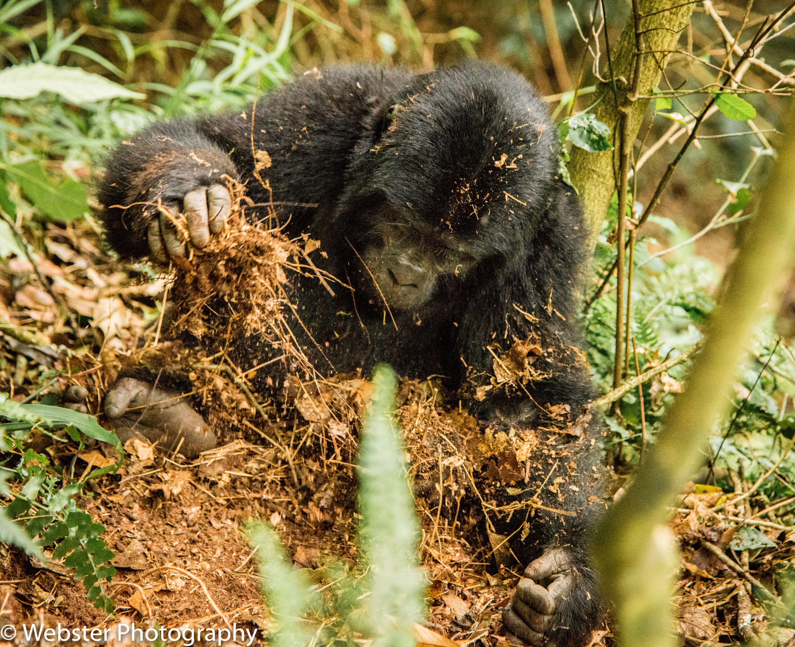 gorilla playing with the dirt in uganda