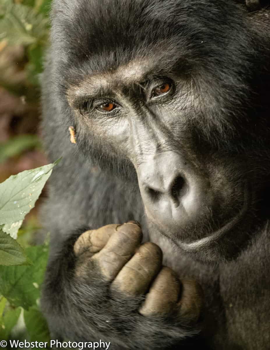 Mountain Gorilla