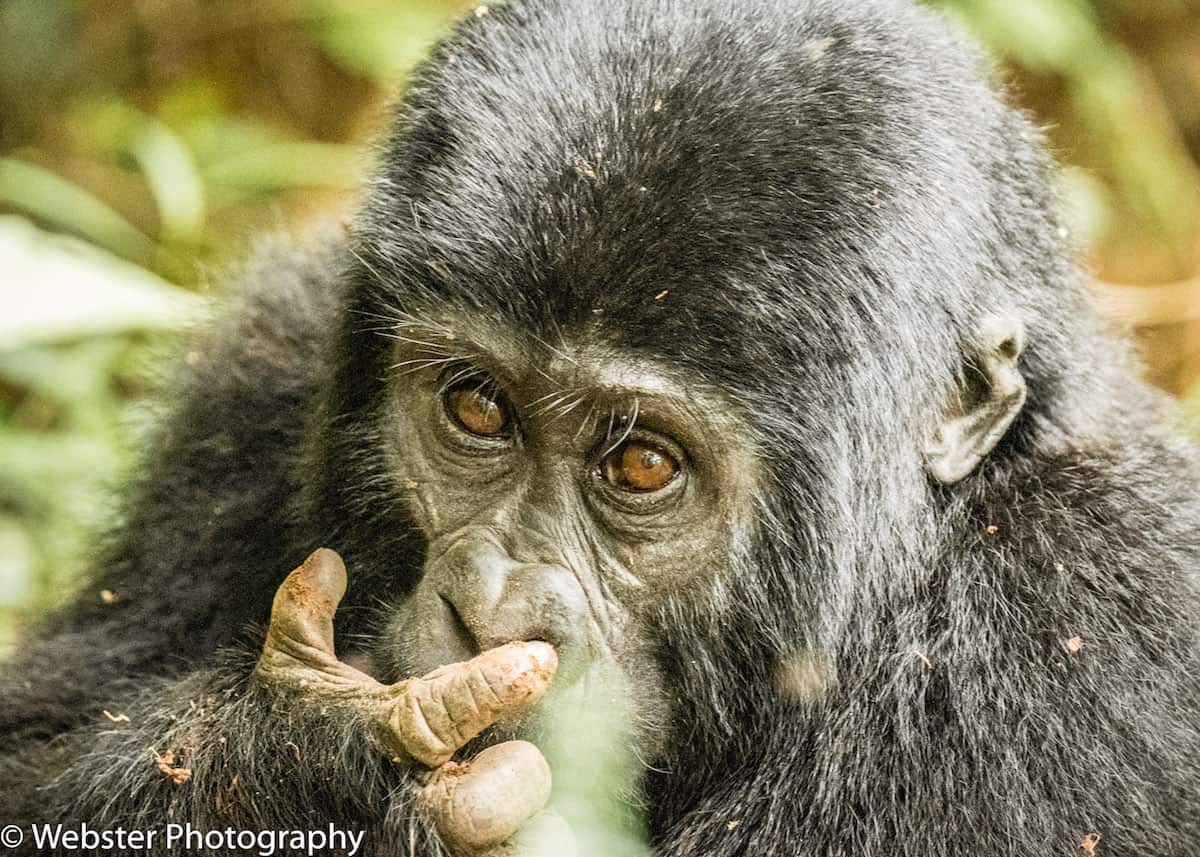 Mountain Gorilla