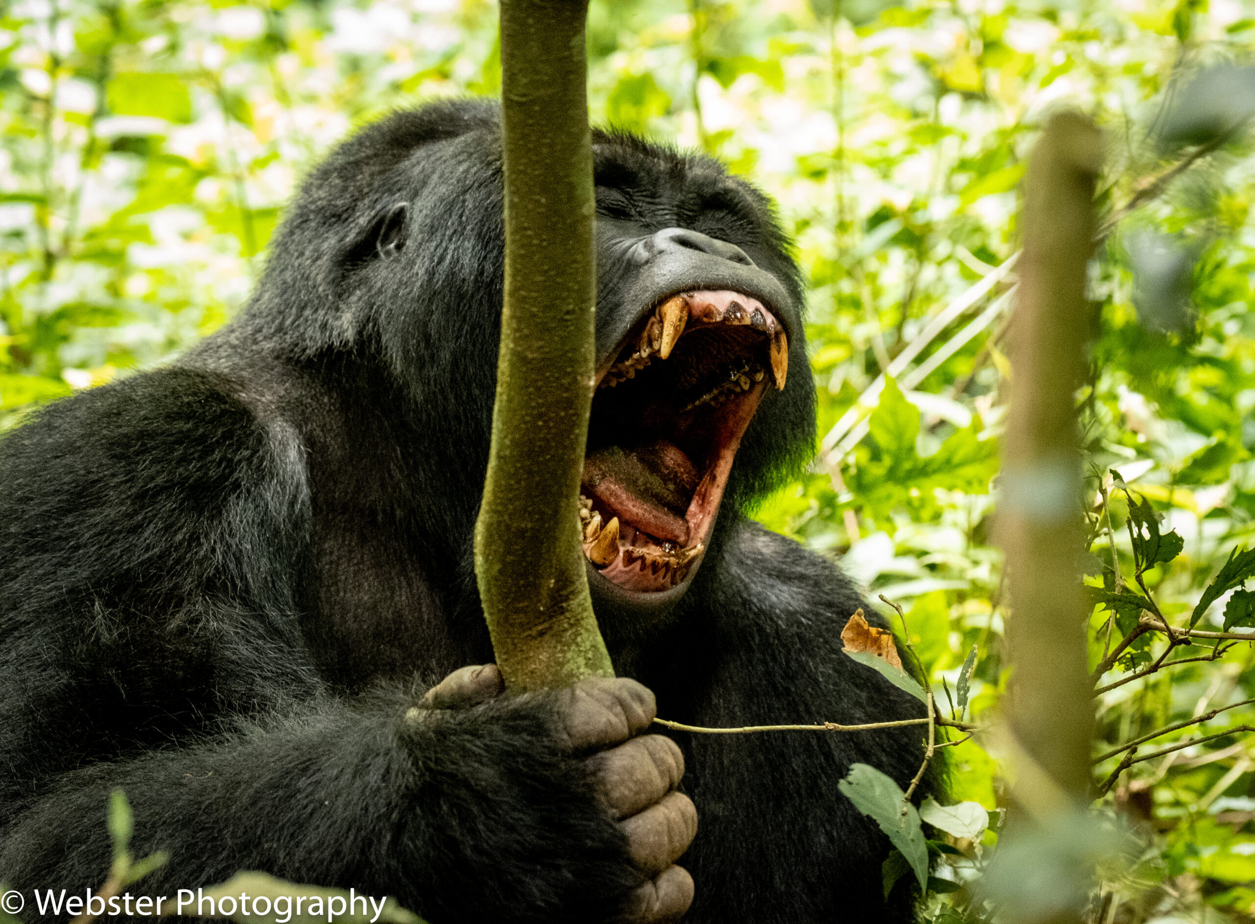 A mountain gorilla yawns widely while resting in a lush green forest