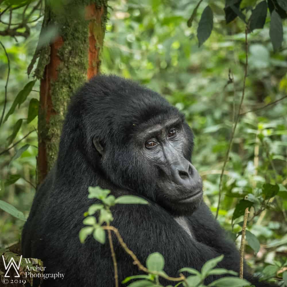 Mountain Gorilla