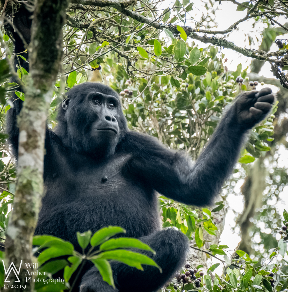 uganda mountain gorilla