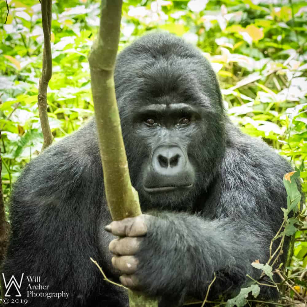 Mountain Gorilla