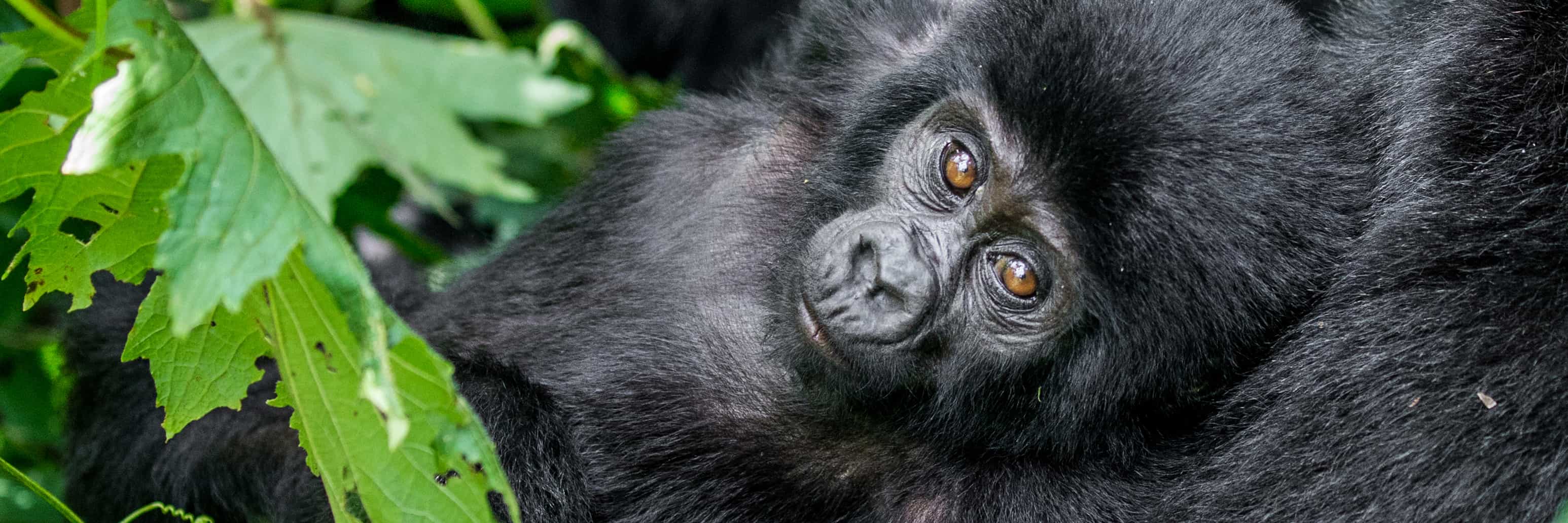 A Day on a Mountain Gorilla Photography Workshop