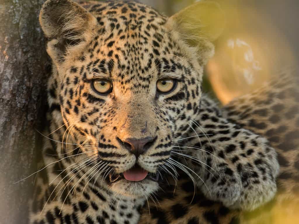 Reasons for booking a photo safari leopard