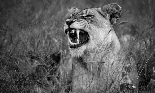 SOUTH AFRICA PHOTO SAFARI
