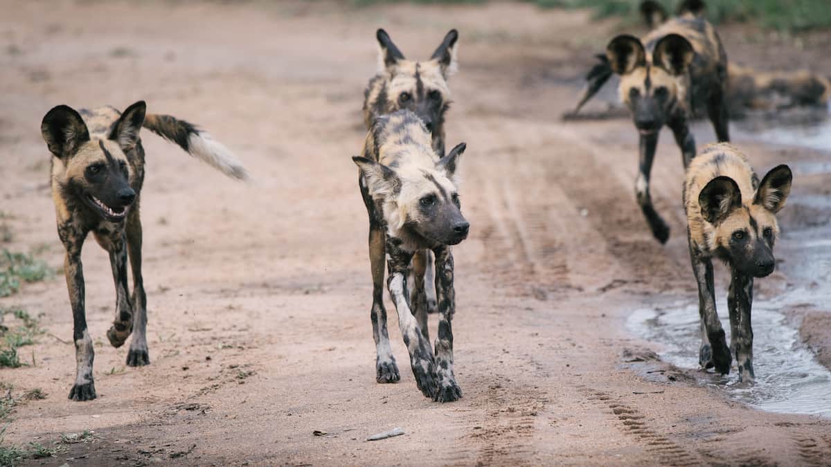 wild dogs South Africa