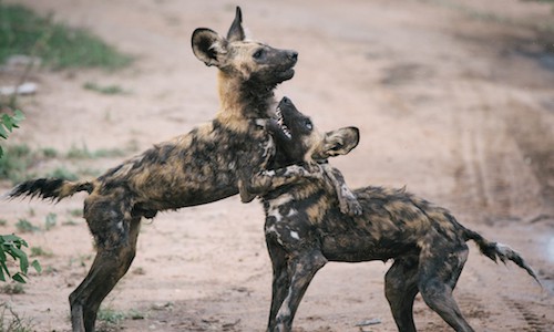 Behind the Image: African Wild Dog Photography