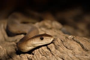 snake photography