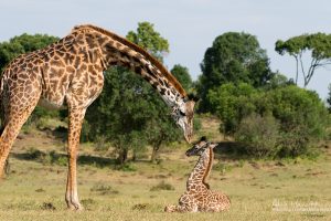 giraffe with baby