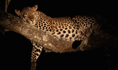 leopard in a tree