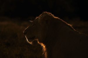 photo safari South Africa