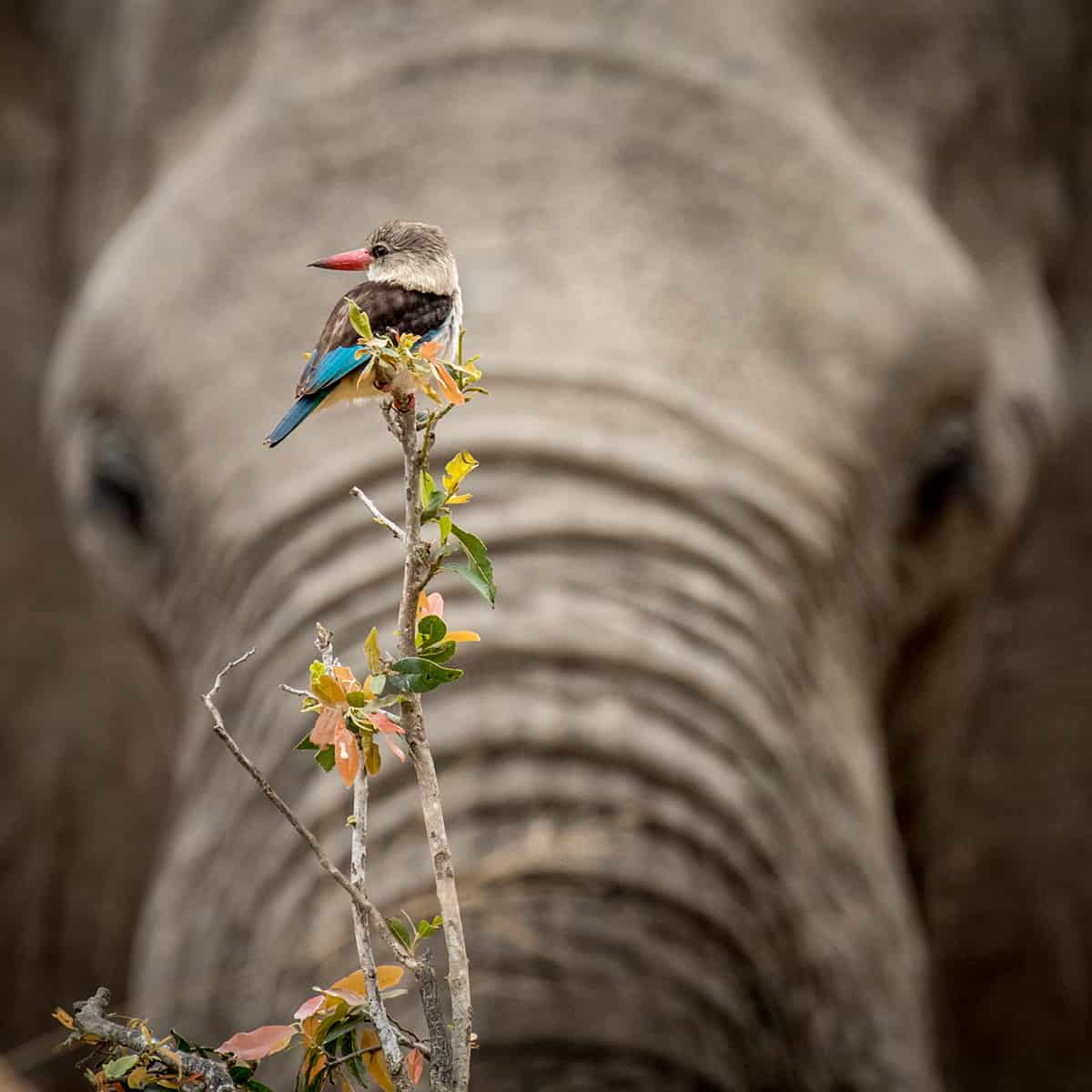 wildlife photography project