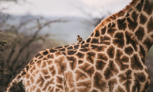 5 Reasons to Join a Photography Volunteer Project in South Africa