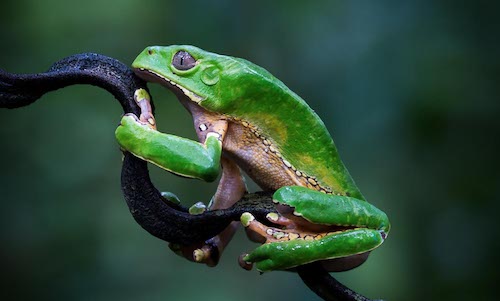6 Questions for Wildlife Photographer Mark Fernley