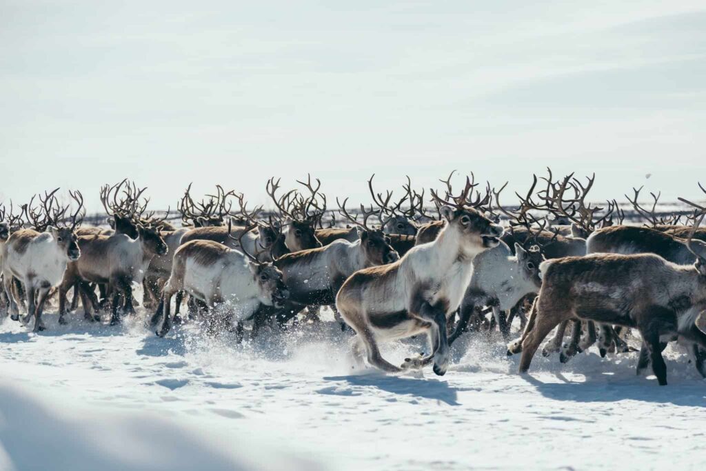 reindeer photography Norway