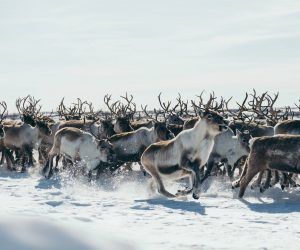 reindeer photography Norway