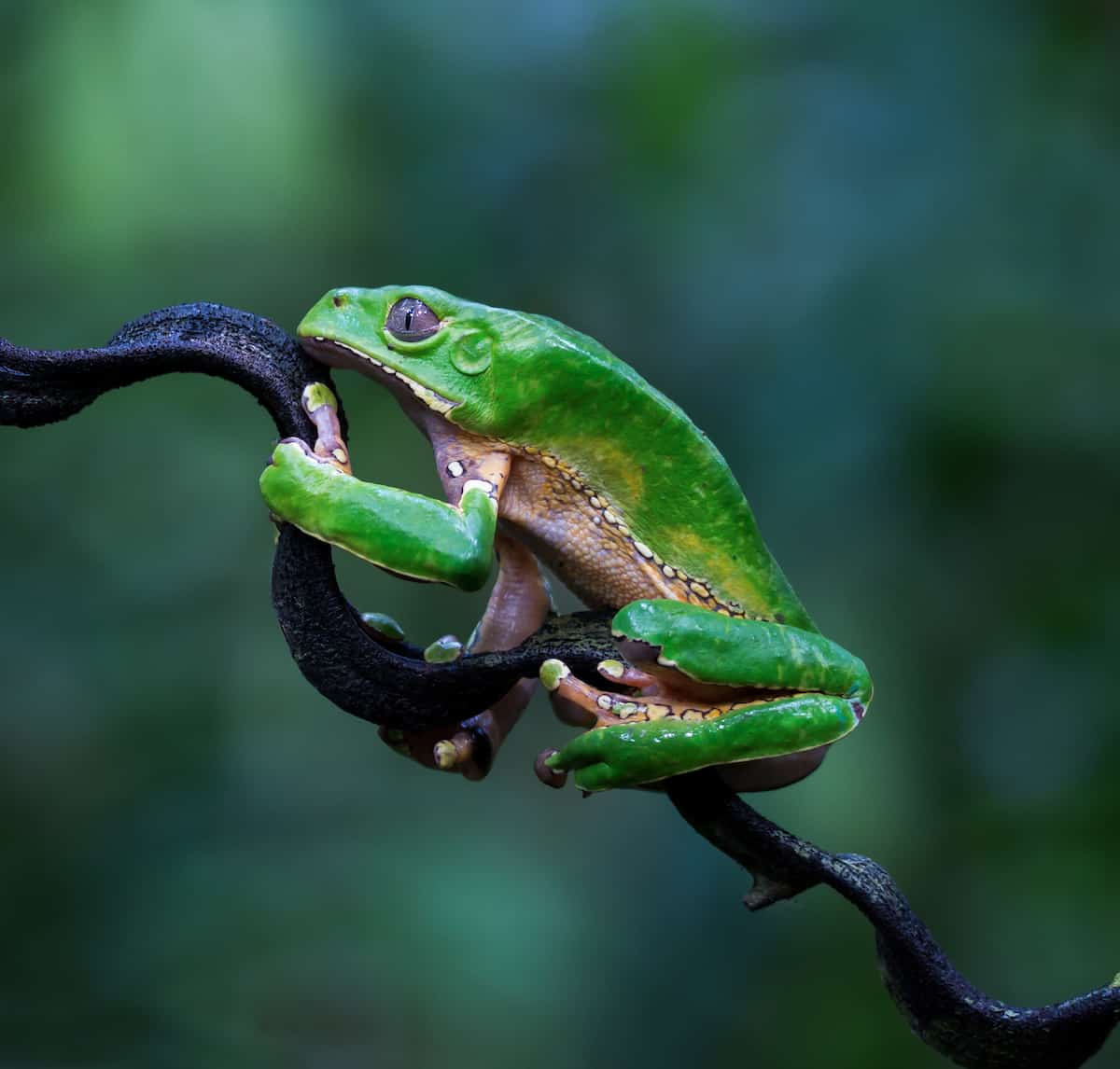wildlife photography Amazon frog Amazon