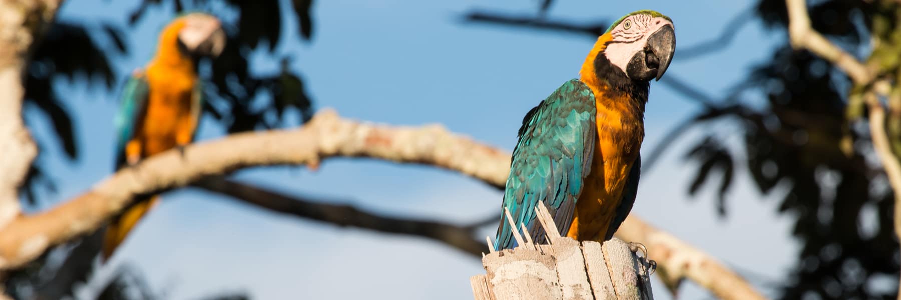 Amazon Rainforest Photography Highlights