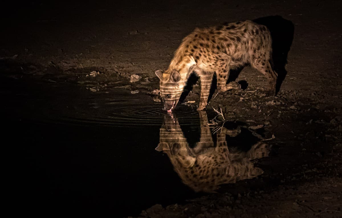 spotlighting during photo safaris