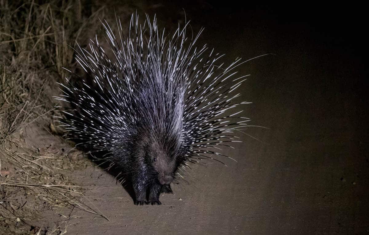 spotlighting during photo safaris