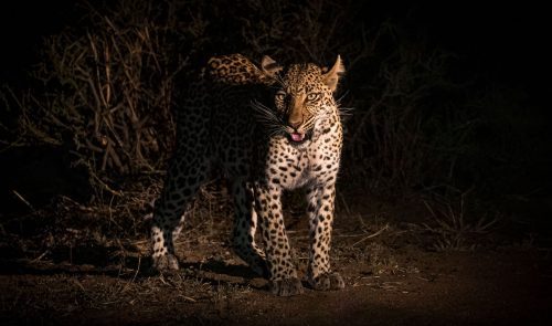 spotlighting during photo safaris