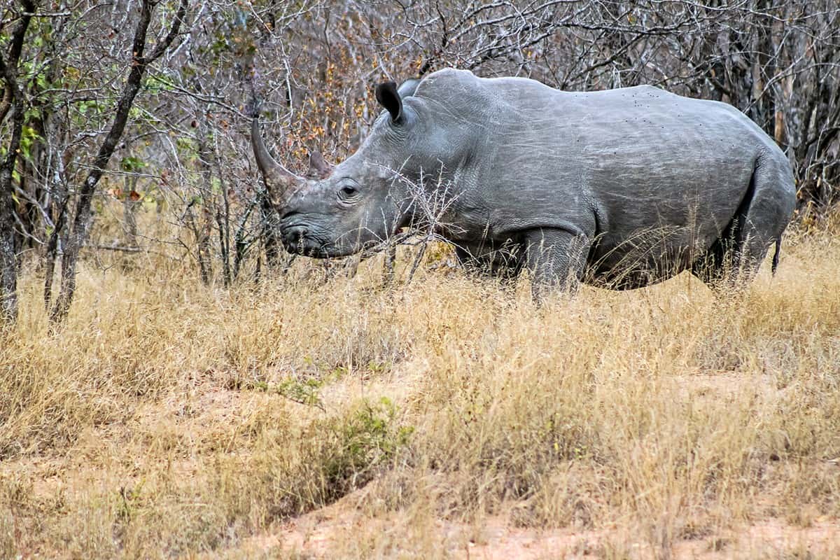 Rhino in the wilderness