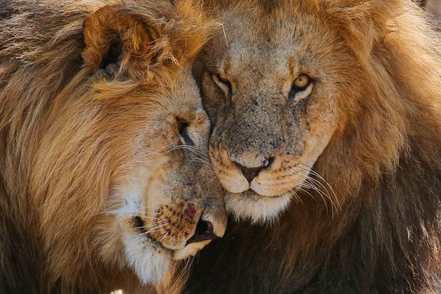 two lions cuddeling