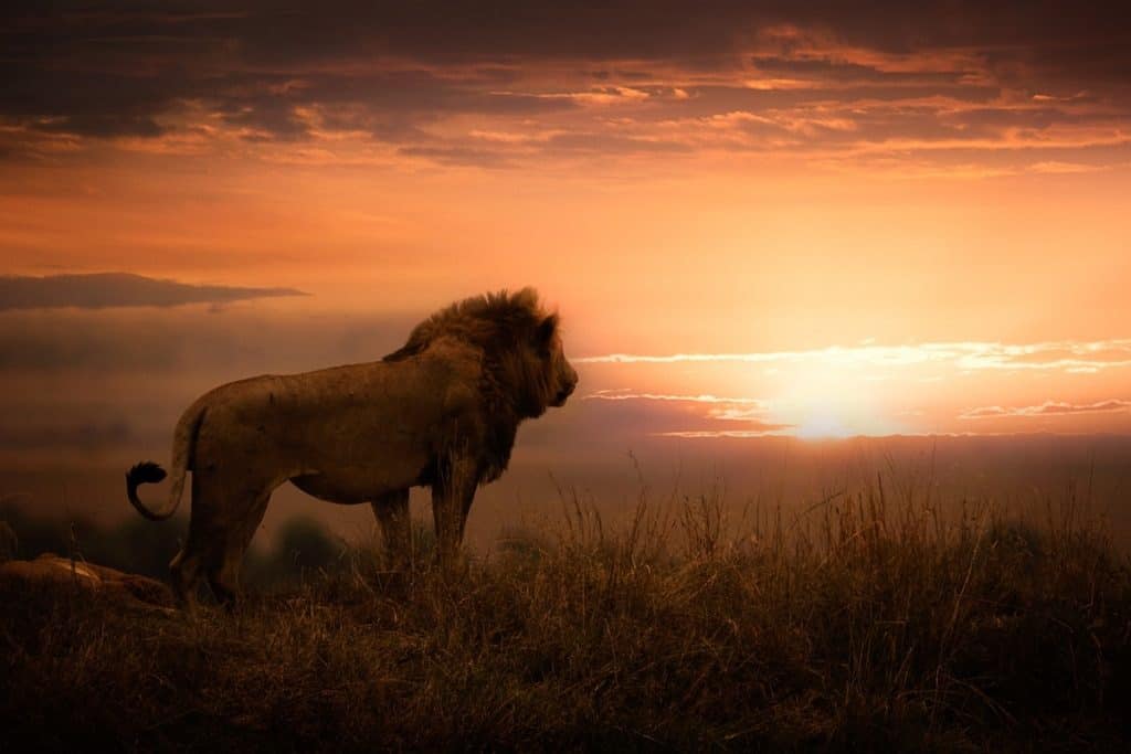 A lion in front of a sunset