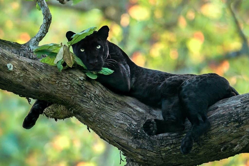A black panther lying on a tree