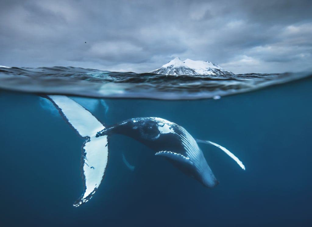 a whale underwater
