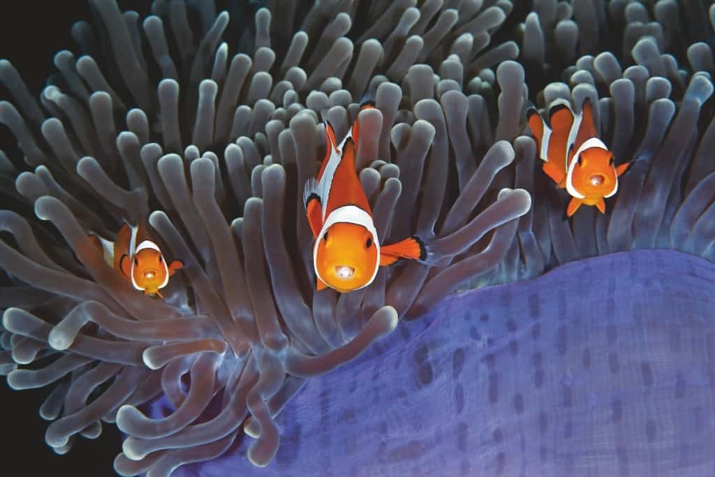Clownfishs in sea anemone