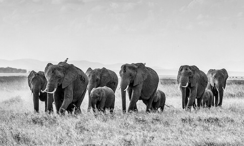 5 Powerful Conservation Photography Projects