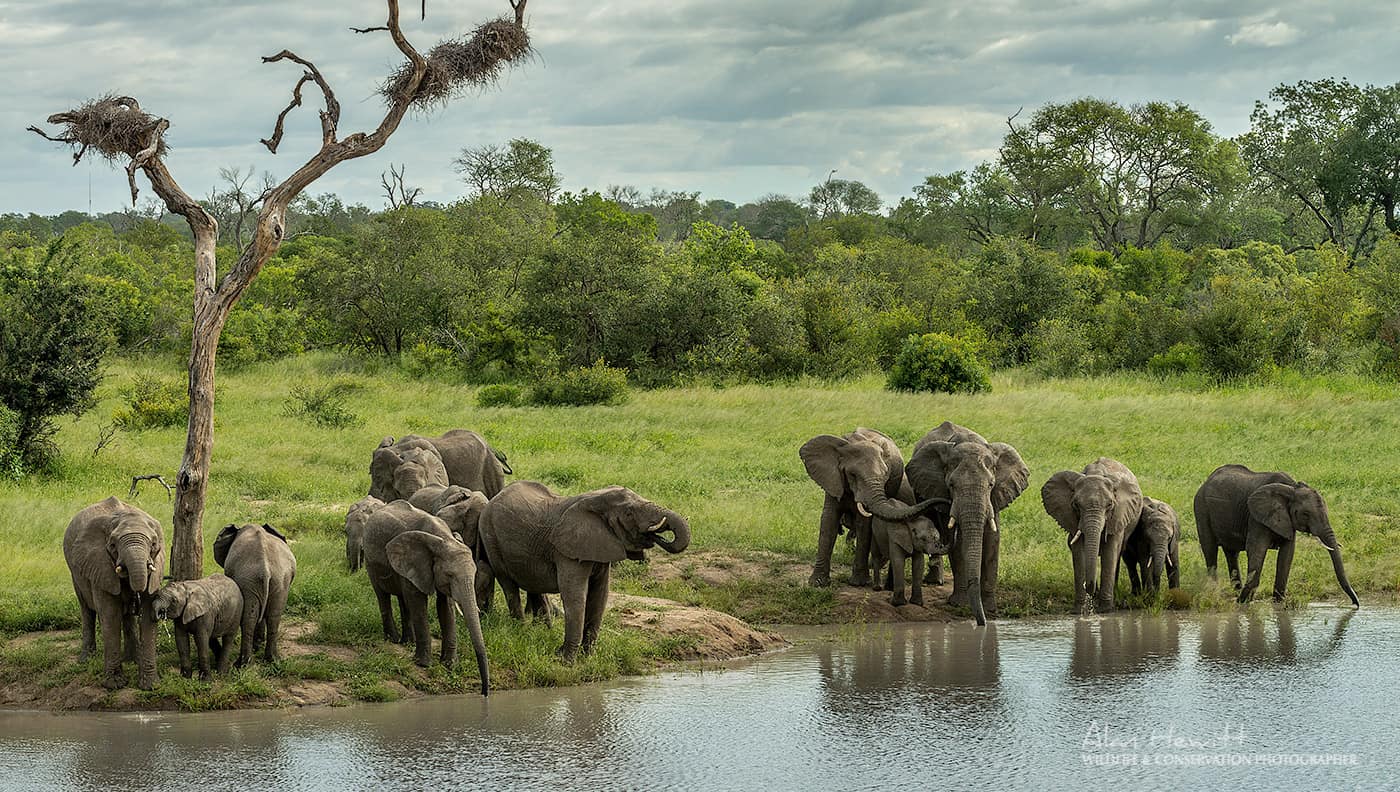 elephants at pond